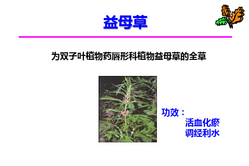 益母草、莪术活血化瘀中药药理学教学课件