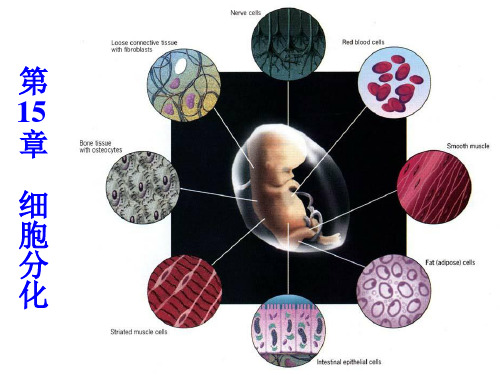 第15章+细胞分化