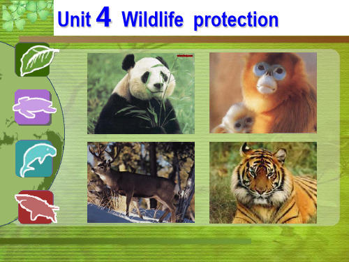 人教版高中英语 必修二 Unit4 《Wildlife protection ---Reading》