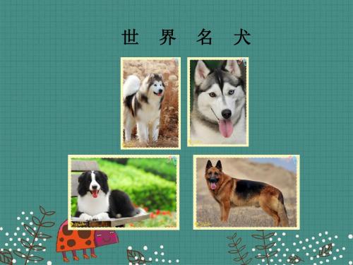 世界名犬欣赏