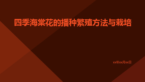 四季海棠花的播种繁殖方法与栽培