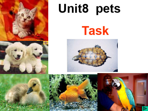 最新牛津译林版英语七年级下册Unit8 Pets Task课件