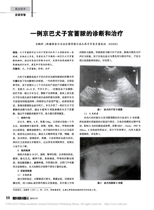 一例京巴犬子宫蓄脓的诊断和治疗_宋鹏科