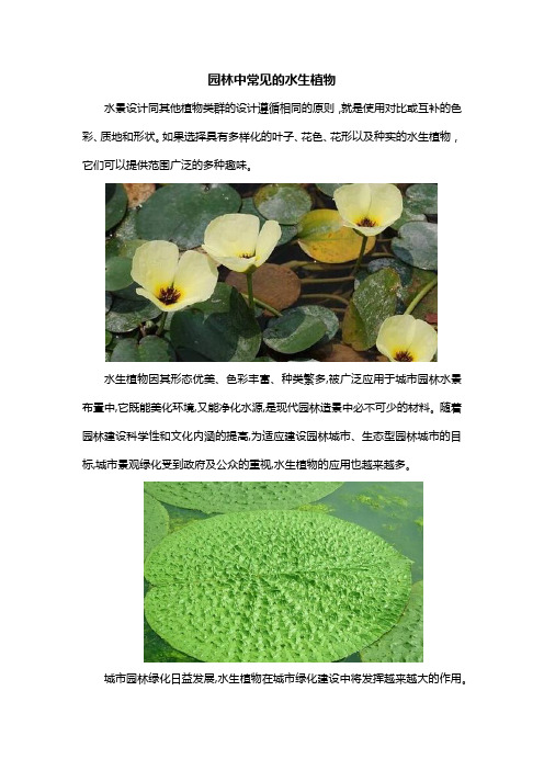 园林中常见的水生植物