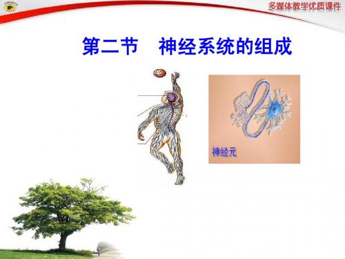 第六章 第二节 神经系统的组成
