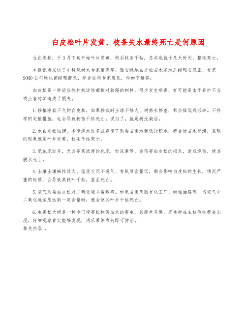 白皮松叶片发黄、枝条失水最终死亡是何原因