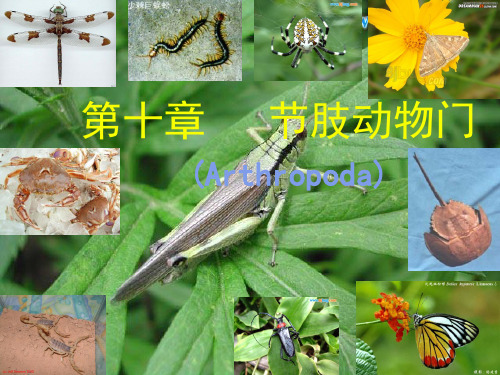 11节肢动物-110406