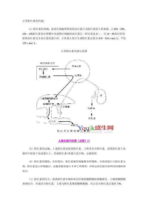 正常胆红素的代谢