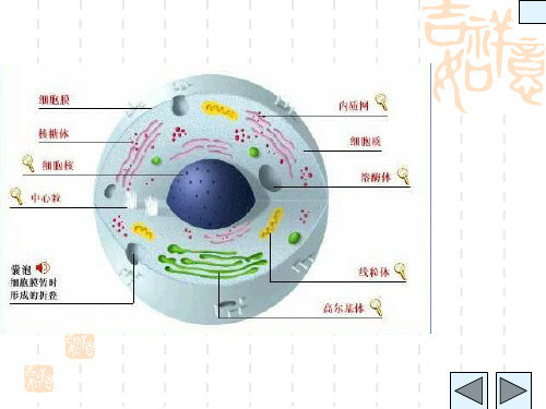 高中生物 线粒体