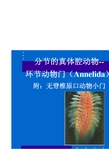 分节的真体腔动物--环节动物门Annelida附无脊椎原口动物小门