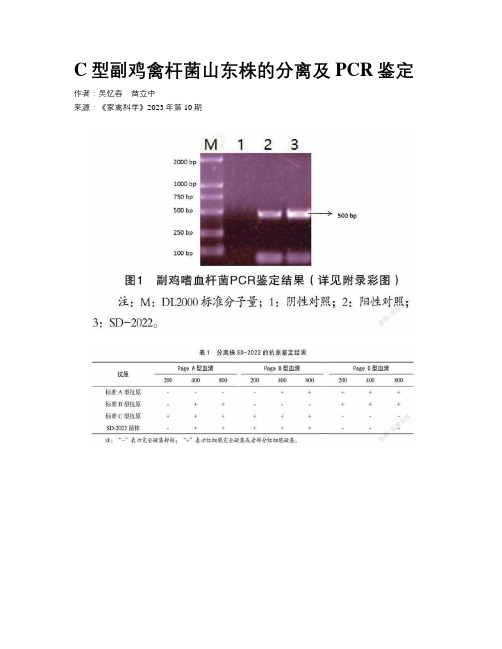 C型副鸡禽杆菌山东株的分离及PCR鉴定