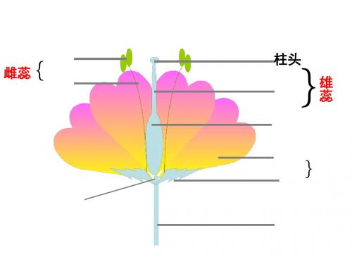 植物的有性生殖PPT课件3