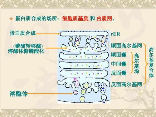 蛋白质分选的基本途径和类型