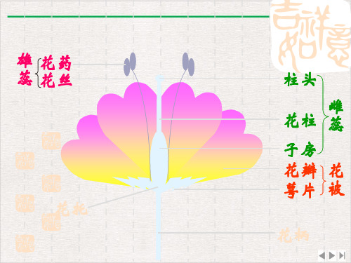 生物花的结构和类型济南八年级上课件完整版