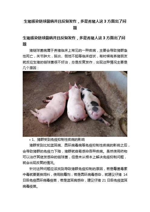 生猪感染链球菌病并且反复发作，多是养猪人这3方面出了问题