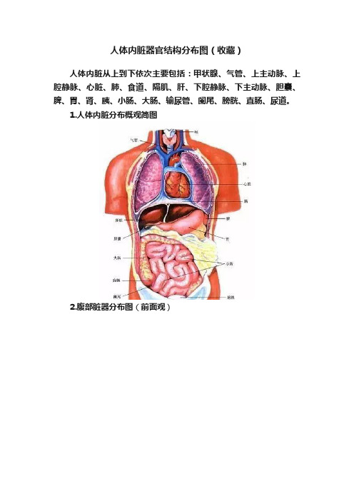 人体内脏器官结构分布图（收藏）