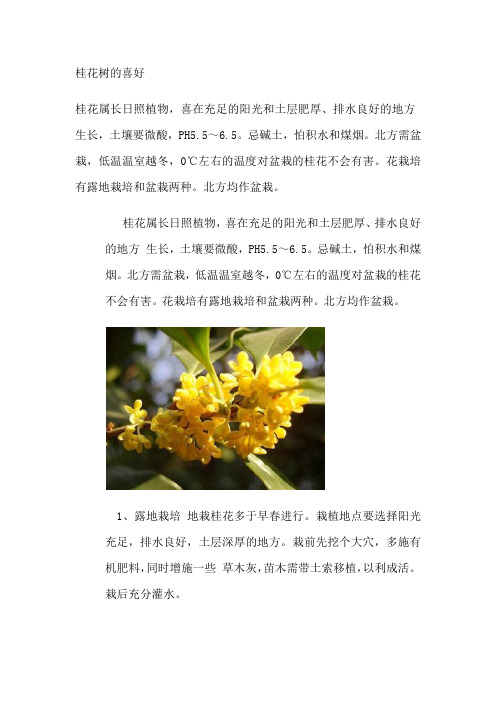 桂花树的喜好