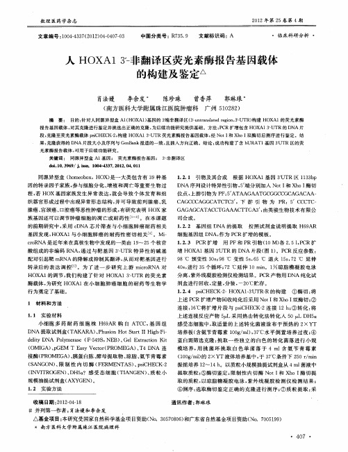 人HOXAl3-非翻译区荧光素酶报告基因载体的构建及鉴定