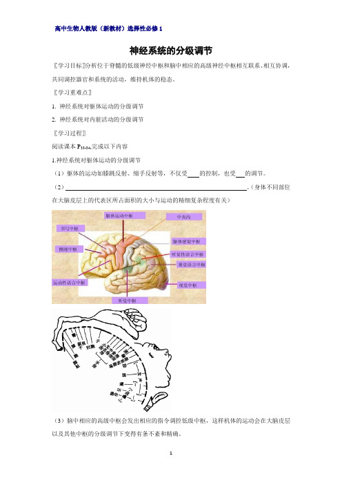 高中生物选修1(新教材)精品学案1：2-4-神经系统的分级调节 人教版