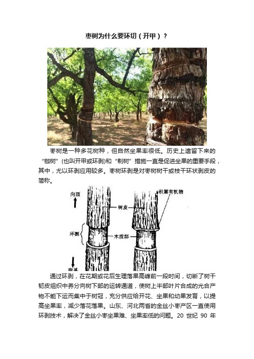 枣树为什么要环切（开甲）？