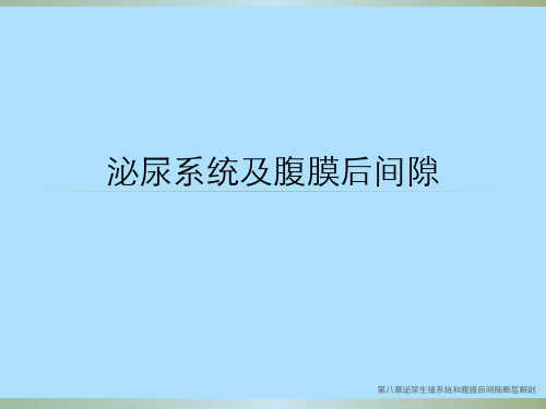 第八章泌尿生殖系统和腹膜后间隙断层解剖