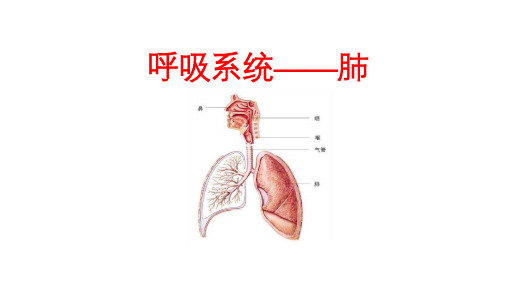 呼吸系统——肺课件(共14张PPT)《畜禽解剖生理学》同步教学(中国农业出版社)