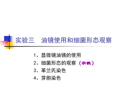 实验三显微镜油镜的使用及细菌形态观察