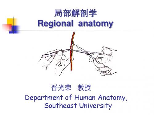 脊柱区解剖-精选文档