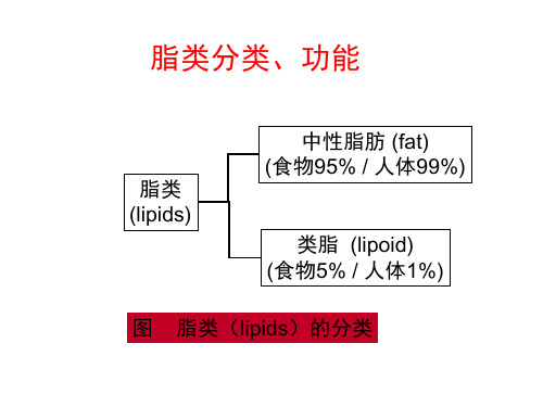 脂类分类、功能