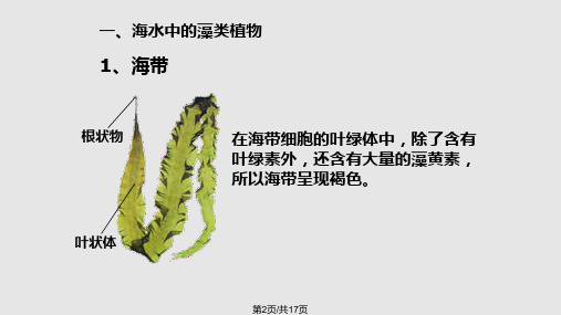 苏科七年级下册水中的藻类植物