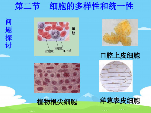 1.2细胞的多样性和统一性优秀课件