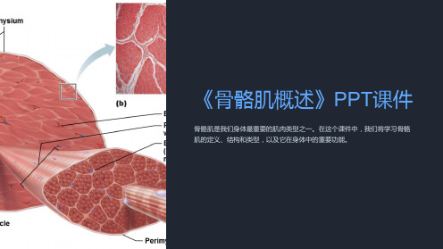 《骨骼肌概述》课件