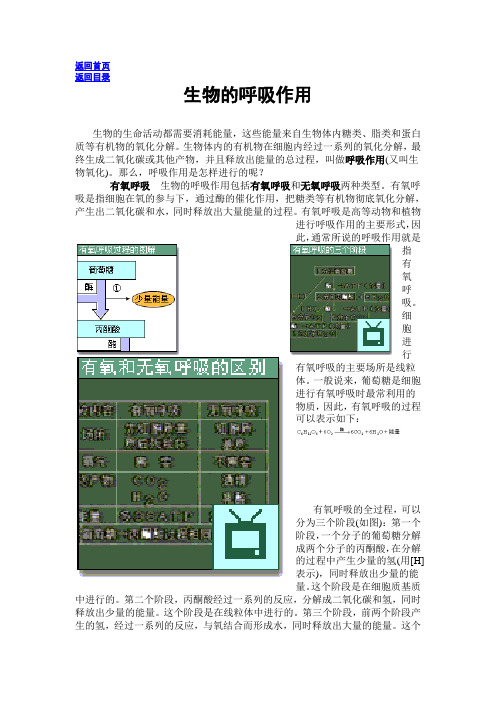 生物的呼吸作用