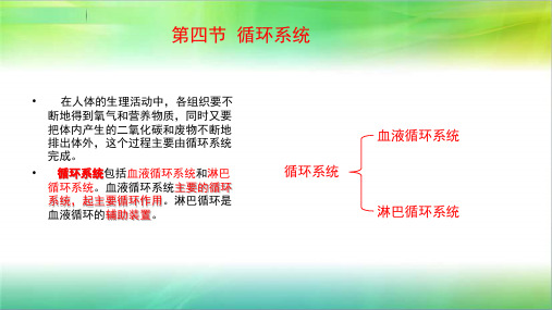 学前儿童卫生学循环系统 PPT