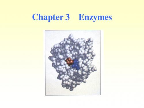 chapter 3 enzymes