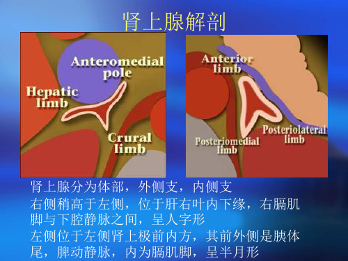 肾上腺髓质肿瘤的影像诊断及鉴别诊断