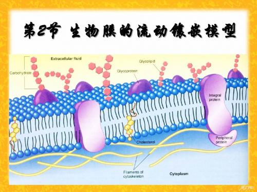 4.2生物膜的流动镶嵌模型ppt