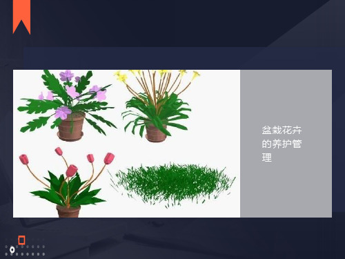 盆栽花卉的养护管理