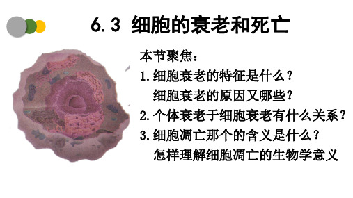 细胞的衰老和死亡ppt课件