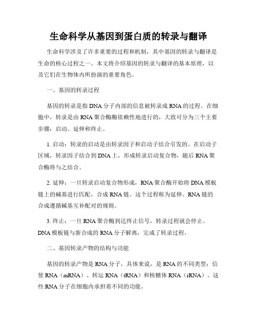 生命科学从基因到蛋白质的转录与翻译