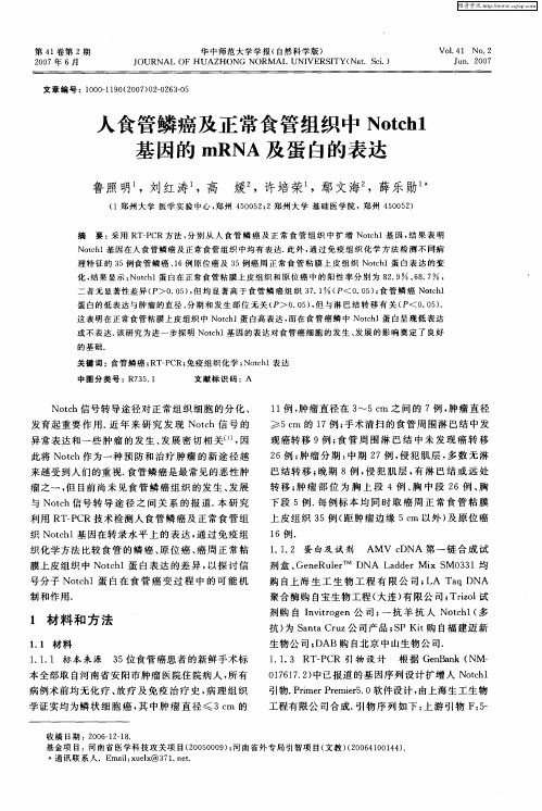 人食管鳞癌及正常食管组织中Notch1基因的mRNA及蛋白的表达