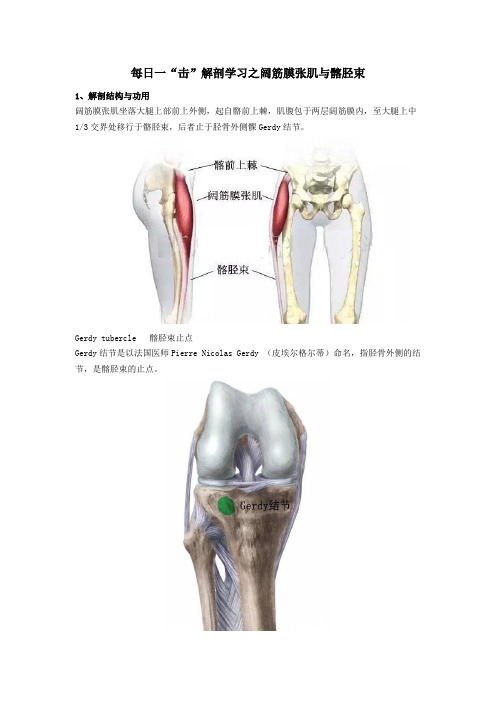 每日一“击”解剖学习之阔筋膜张肌与髂胫束