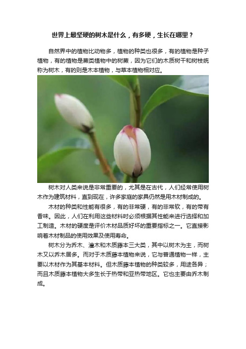 世界上最坚硬的树木是什么，有多硬，生长在哪里？