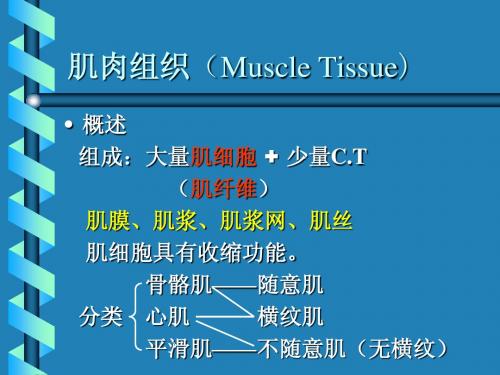 肌肉组织