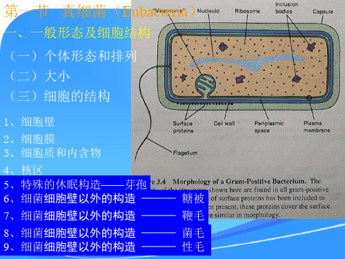 微生物课件第3章b