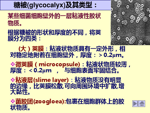 糖被(glycocalyx)及其类型