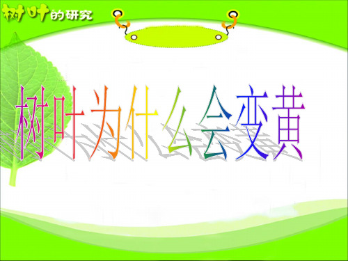 树叶的研究