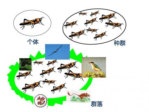 人教版教学课件第5章第1节生态系统结构