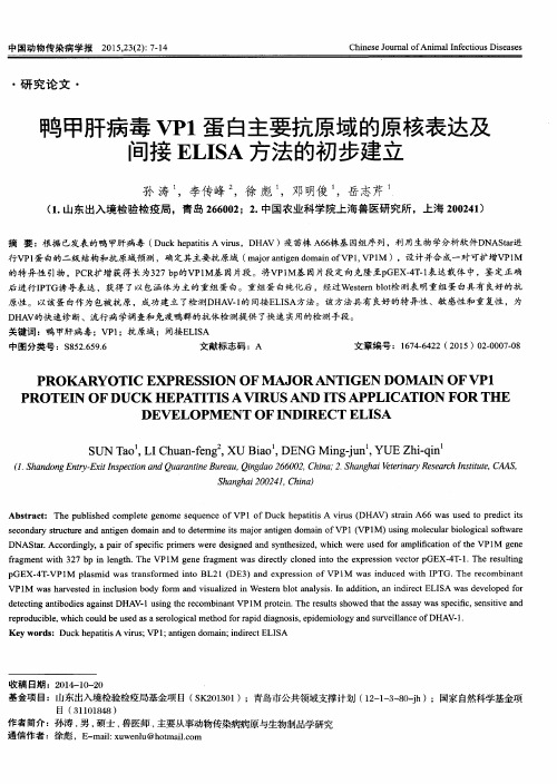 鸭甲肝病毒VP1蛋白主要抗原域的原核表达及间接ELISA方法的初步建立