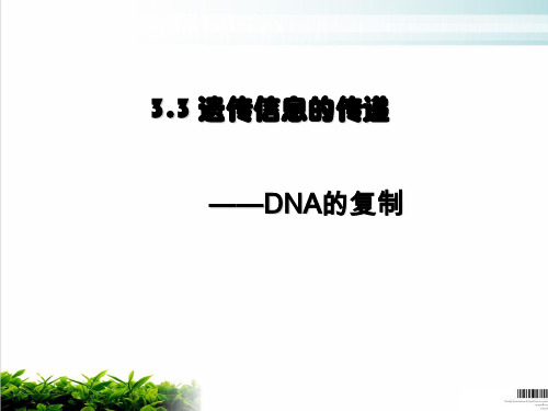 人教版高中生物必修二课件： DNA复制